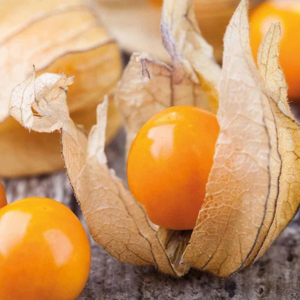 Cape Gooseberry (Inca Berry) - Physalis peruviana 'Colombia Select' - Rare 'Fruit' Seeds - Goldenberry, Orange-Yellow, Physalis peruviana