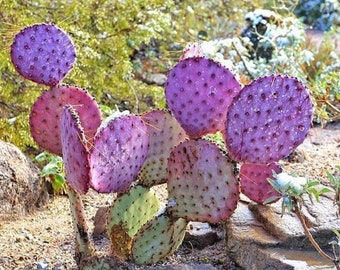 紫色のウチワサボテンの種、オプンティア・サンタ・リタ。育てやすく