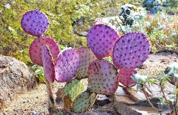 100 Semi Di Fico D'India Opuntia Leptocarpa - Rari, Dolci E Nutrienti Per Giardino - Foto 8