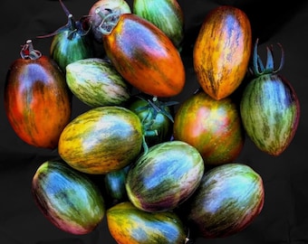 Brad's Atomic Grape Tomaat - Solanum lycopersicum - zeldzame groente