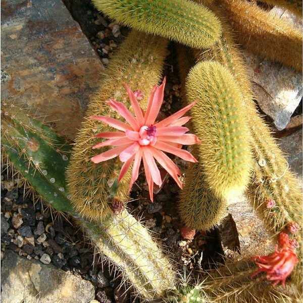 Golden Rat Tail Cactus - Hildewintera aureispina - Rare 'Cactus' Seeds - Rats Tail Cactus, Aporocactus flagelliformis, Golden Vine Cactus