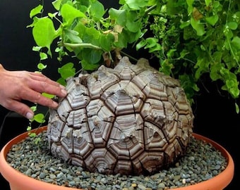 Semi Di Amorphophallus Paeoniifolius (suweg, Porang, Yam - Foto 5