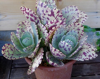 ペルー産アップルサボテン - Cereus repandus - 希少な「サボテン」の