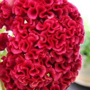 Tornado Red Giant Hanekam - Celosia plumosa - Zeldzame plantenzaden - fluwelen hanekam, rood-roze, wolbloem, rode hersenen Celosia, rood koraal Celosia