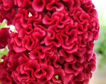 Tornado Red Giant Cockscomb - Celosia plumosa - Rare Plants Seeds - velvet cockscomb,Red-Pink,Woolflower,Red Brain Celosia,Red Coral Celosia