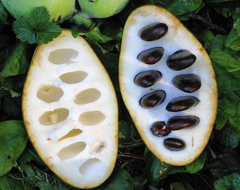 Papaya común / Papaya americana - Asimina triloba - Semillas de 'frutas' raras