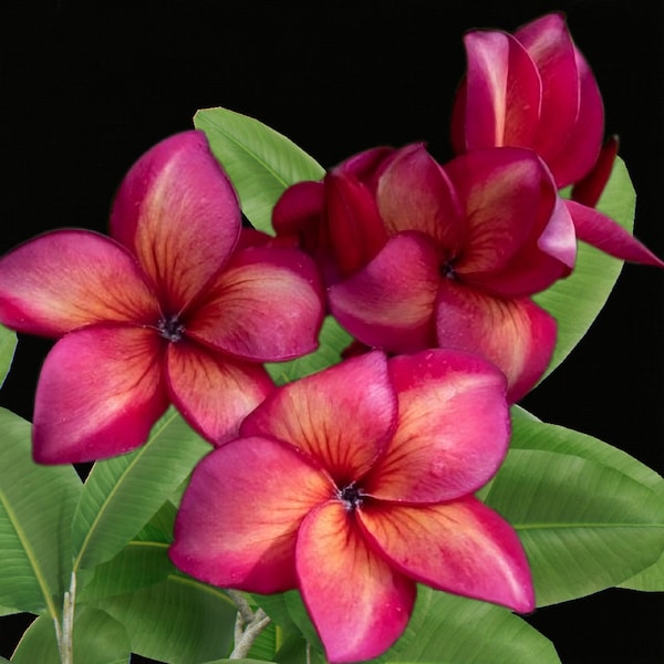 Hawaiian Blaze Plumeria / Nosegay Frangipani - Plumeria sp. - Rare Plant Species - Jasmine Sambac, Pink-Yellow, Singapore Plumeria