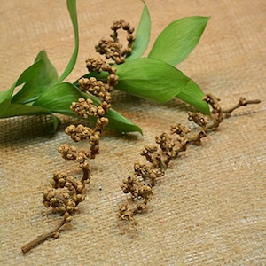 Può includere: Due steli di piante secche, marroni, ricci e contorti con piccoli baccelli di semi rotondi e marroni. Gli steli sono su uno sfondo di juta marrone.