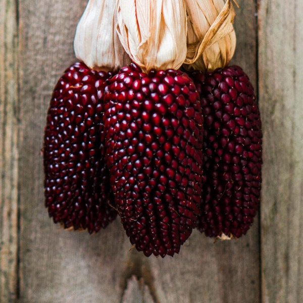 Strawberry Popping Corn - Zea mays - Rare Heirloom Vegetable