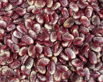 Frijoles de Lima de Madagascar / Frijoles de mantequilla - Phaseolus lunatus - Vegetal ancestral poco común