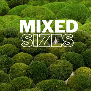 Puede incluir: Primer plano de una variedad de bolas de musgo verde de diferentes tamaños. Las bolas de musgo están dispuestas en un patrón aleatorio y el texto "MIXED SIZES" está superpuesto en la imagen.