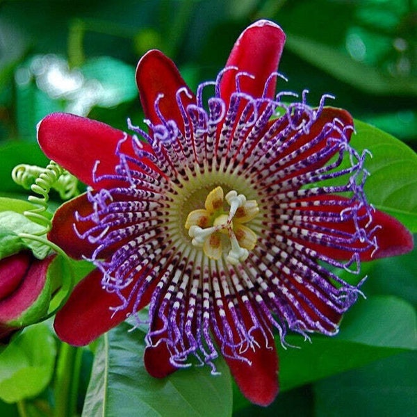 Flor gigante de la fruta de la pasión - Passiflora quadrangularis - Semillas raras de 'planta' - Flor de la pasión, Flor de la pasión púrpura, Vid de la pasión, Passiflora