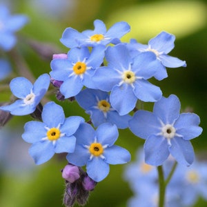 Può includere: Un gruppo di delicati fiori blu di nontiscordardimé con centri gialli. I fiori sono in fiore e hanno una texture morbida e vellutata.
