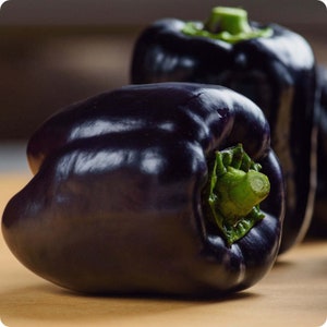 Purple Beauty Sweet Bell Pepper - Capsicum annuum - Rare Heirloom Vegetable