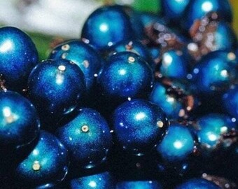 Marble Berry - Metallic Blue Peari - Pollia condensata - Rare 'Plants' Seeds - Shine Berry, Blue-White, Blue Marble Berry, Wild Cinnamon