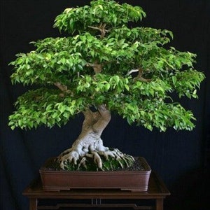 Puede incluir: Un árbol bonsái con hojas verdes y un tronco grueso y nudoso. El árbol está en maceta en una maceta de cerámica marrón y se encuentra sobre una mesa de madera.