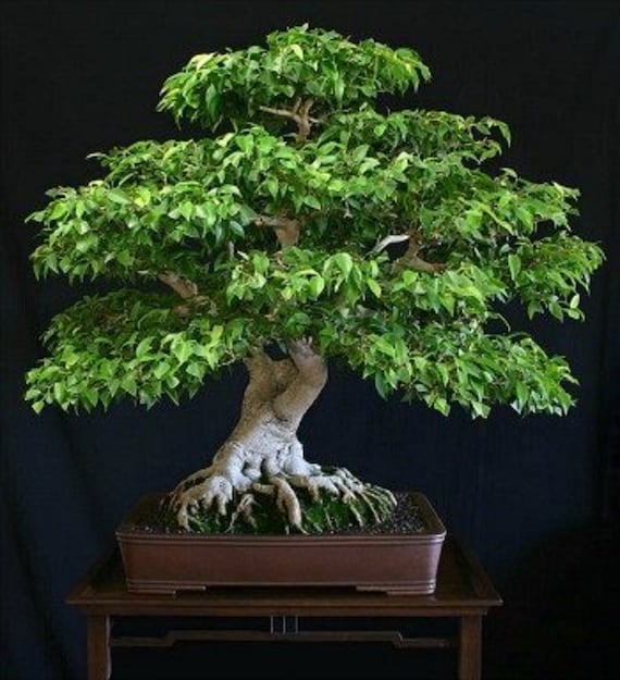 Benjamin Ficus Bonsai Tree - Ficus Bejamina - Rare 'bonsai Tree' Seeds,  Weeping Fig, Green-white, Ficus Tree,moraceae,tropical Banyan Bonsai - Etsy  Finland