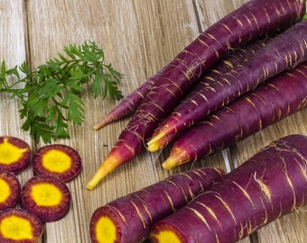 Zanahoria púrpura cósmica - Daucus carota - Vegetal ancestral poco común