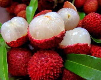 Lychee Fruit - Litchi chinensis - Rare 'Fruit' Seeds - Litchi, Red-White, Leechee, Chinese Strawberry, Lychee Nut, Lichu