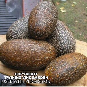 Op de afbeelding: Vijf bruine en zwarte meloenen met een ruwe, getextureerde schil. De meloenen zijn in een piramidevorm op een houten oppervlak gerangschikt.