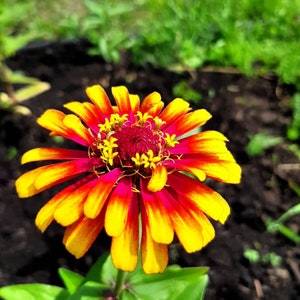 Carrousel Zinnia - Zinnia elegans - Rare 'Plant' Seeds - Common Zinnia, Red-Yellow, Mexican Zinnia, Elegant Zinnia,Showy Zinnia,Giant Zinnia
