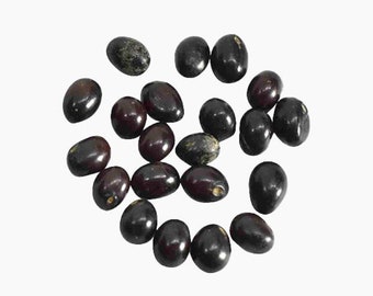 Rosary Pea - Black - Abrus precatorius - Rare 'Plants' Seeds - Black-eyed Susan Vine, Black-Purple, Black Coral Bead Plant, Black Puka Vine