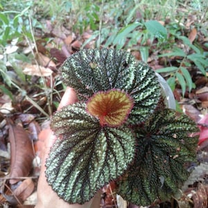 Op de afbeelding: Een close-up van een groene en rode begoniaplant met een getextureerd bladoppervlak. De plant wordt in een hand gehouden.
