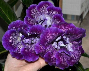 Florist's Gloxinia - Grape Candy - Sinningia Speciosa - Rare Plants Seeds - Brazilian Gloxinia, Blue-Purple, Cape Primrose, Fairy Gloxinia