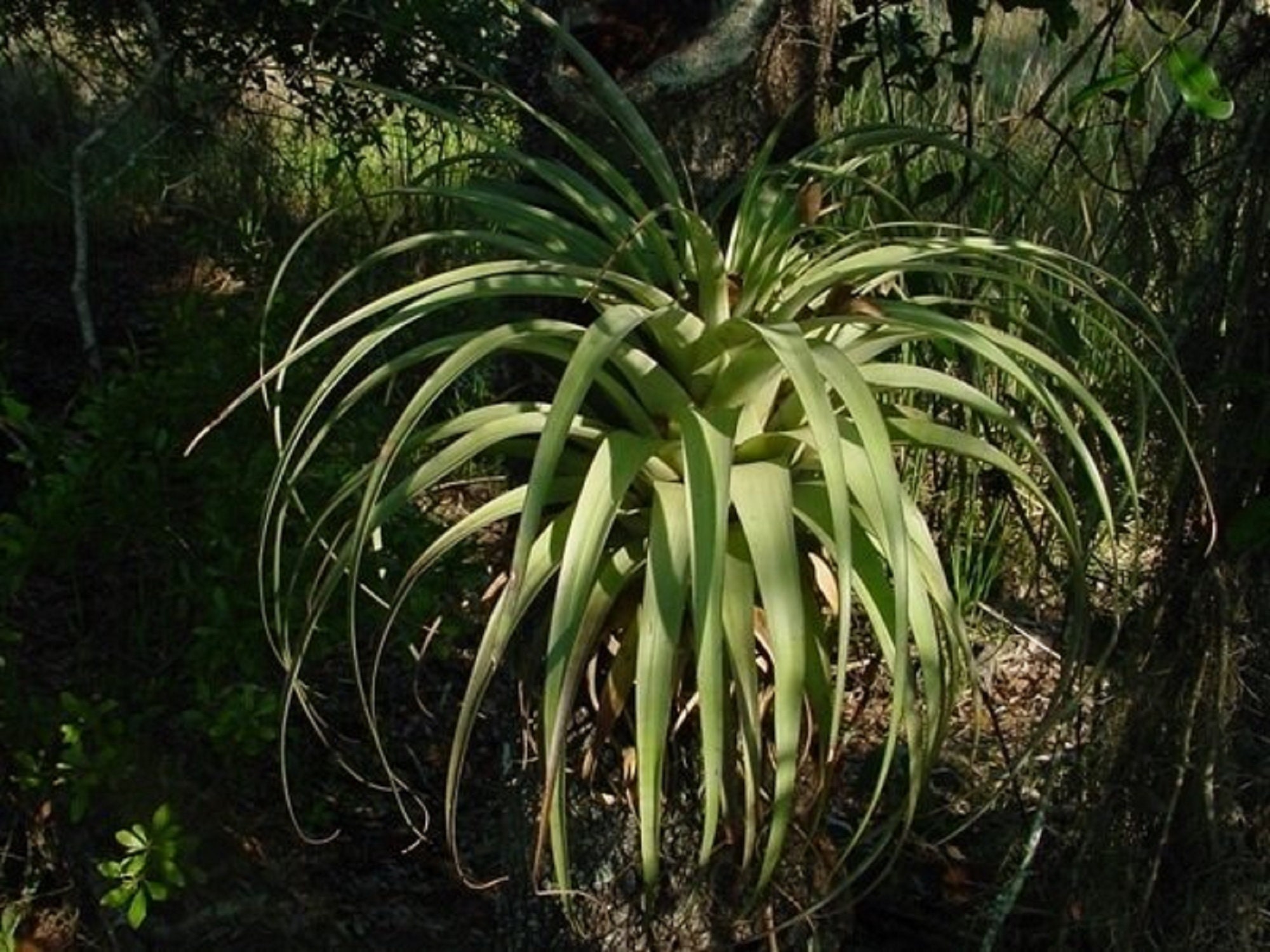 Giant Spreading Airplant - Tillandsia Utriculata - Rare 'air Plant' Seeds -  Spreading Airplant, Ball Moss, Spanish Moss, Resurrection Plant - Etsy  Israel