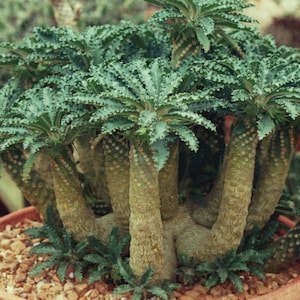 Tabia George Dorstenia - Dorstenia lavrani - Semillas 'Suculentas' Raras - Georges Tabia, Medusa Africana, Tabia Medusa
