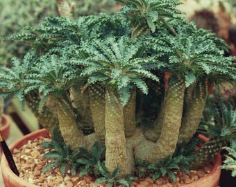 Tabia George Dorstenia - Dorstenia lavrani - Rares 'Succulent' Seeds - Georges Tabia, Dorstenia Georgei, African Medusa, Tabia Medusa
