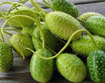 West India Burr Gherkin Gurke - Cucumis anguria - Seltenes Erbsgemüse