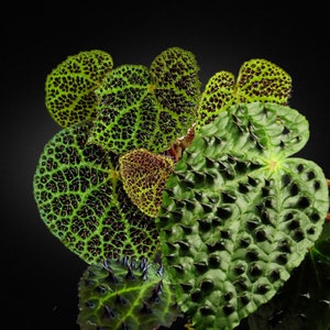 週末セール　怪奇植物 ベゴニア　フェロックス　激レア　希少植物　② 週末セール 怪奇植物 ベゴニア フェロックス 激レア 希少植物 ②