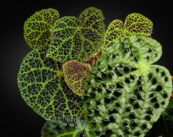 強烈なベゴニア - ベゴニア フェロックス - 希少植物種 - トゲトゲ