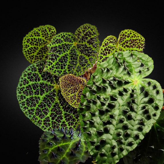 週末セール　怪奇植物 ベゴニア　フェロックス　激レア　希少植物　② 週末セール 怪奇植物 ベゴニア フェロックス 激レア 希少植物 ②
