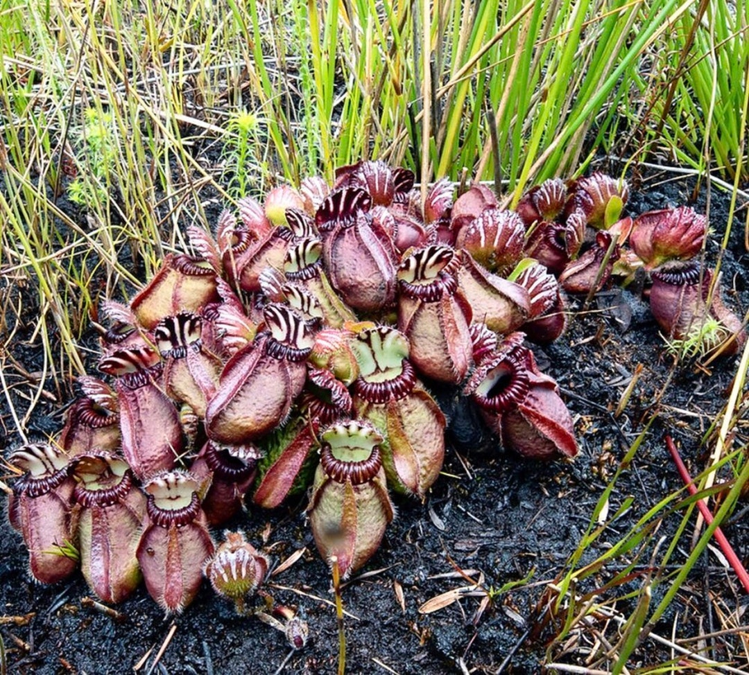 アルバニーウツボカズラ - Cephalotus follicularis - 珍しい アルバニーウツボカズラ - Cephalotus follicularis - 珍しい