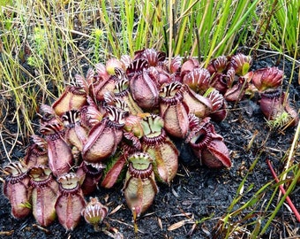 Planta de jarra de Albany - Cephalotus follicularis - Semillas raras 'carnívoras'