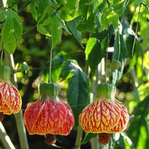 Lanterne cinesi a vena rossa - Abutilon striatum - Rari semi di &quot;pianta&quot; - Lanterne cinesi rosse, rosso-giallo, abutilon a vena rossa, Physalis a vena rossa