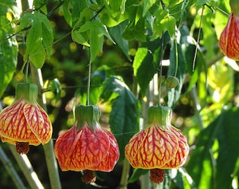 Red Vein Chinese Lanterns - Abutilon striatum - Rare 'Plant' Seeds - Red Chinese lanterns, Red-Yellow, Red vein abutilon,Red Veined Physalis