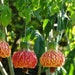 see more listings in the Rare Exotic Plant Seeds section