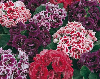 Mix di Gloxinia del fiorista - Sinningia Speciosa - Semi di piante rare - Gloxinia brasiliana, rosso-viola, Eucodonia, Gloxinia fata, Primula del Capo