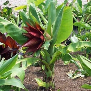 Orphan Banana - Kluay Pa - Ensete lecongkietii - Rare 'Fruit' Seeds - Thai Wild Banana, Ceylon Banana, Horse Banana, Burmese Blue Banana