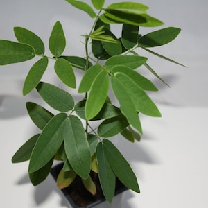 Dancing Plant - Codariocalyx motorius / Desmodium gyrans - Rare &#39;Plant&#39; Seeds - Semaphore Plant, Green-White, Semaphore Vine, Fabaceae