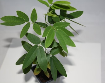 Dancing Plant - Codariocalyx motorius / Desmodium gyrans - Rare 'Plant' Seeds - Semaphore Plant, Green-White, Semaphore Vine, Fabaceae