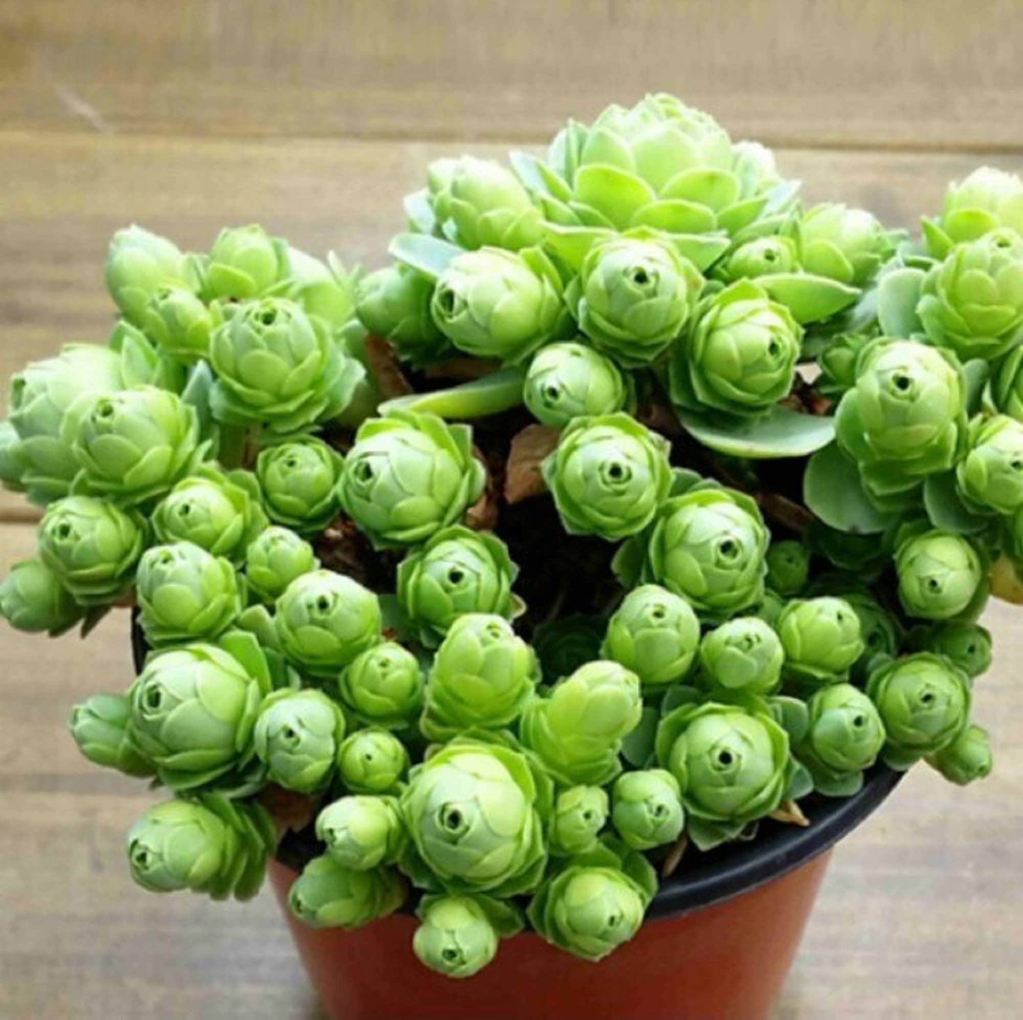 マウンテン ローズ - Greenovia dodrantalis - 希少な「多肉植物」の