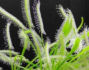 Albino Kap-Silosshår - Drosera Capensis "Alba" - Sällsynta 'Köttätande' Frön - Rosa Silosshår, Grönvit, Röd Tentakel-Silosshår, Kap-Daggväxt