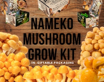 Nameko Mushroom Growing Kit - Pholiota nameko - DIY Spawn Spore Plugs Mushroom Grow Kit with gift Box - Indoor Fungi Cultivation