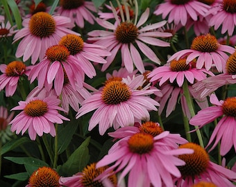 Purple Echinace - Echinace purpurea - Rari semi 'Pianta' - Echinacea viola orientale, Pink-Brown, Hedgehog Coneflower, Purple Rudbeckia