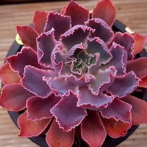 Rosa Frills Echeveria / Mexikanische Hennen - Echeveria shaviana - Seltene &#39;Sukkulenten&#39; Samen - Rosa Frills Echeveria, mexikanische Hennen, mexikanischer Schneeball