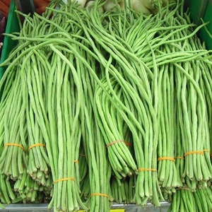 Meterlange Lange Bohne - Vigna unguiculata - seltenes altes Gemüse